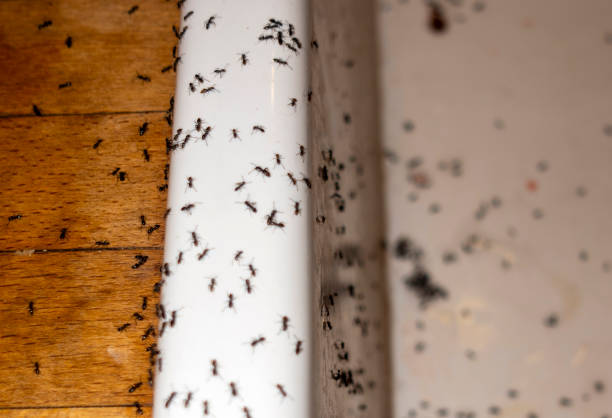 Best Wasp Removal Services  in Yacolt, WA
